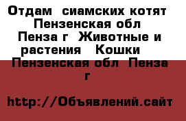 Отдам  сиамских котят - Пензенская обл., Пенза г. Животные и растения » Кошки   . Пензенская обл.,Пенза г.